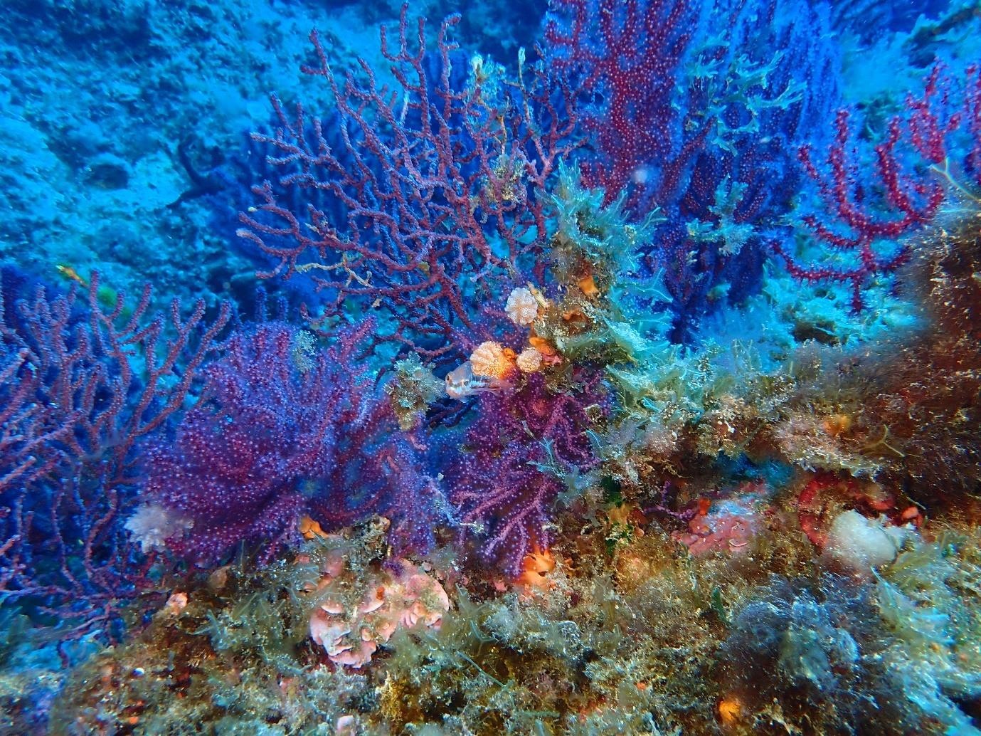 Fondos de coral